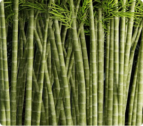 Sugarcane Plates