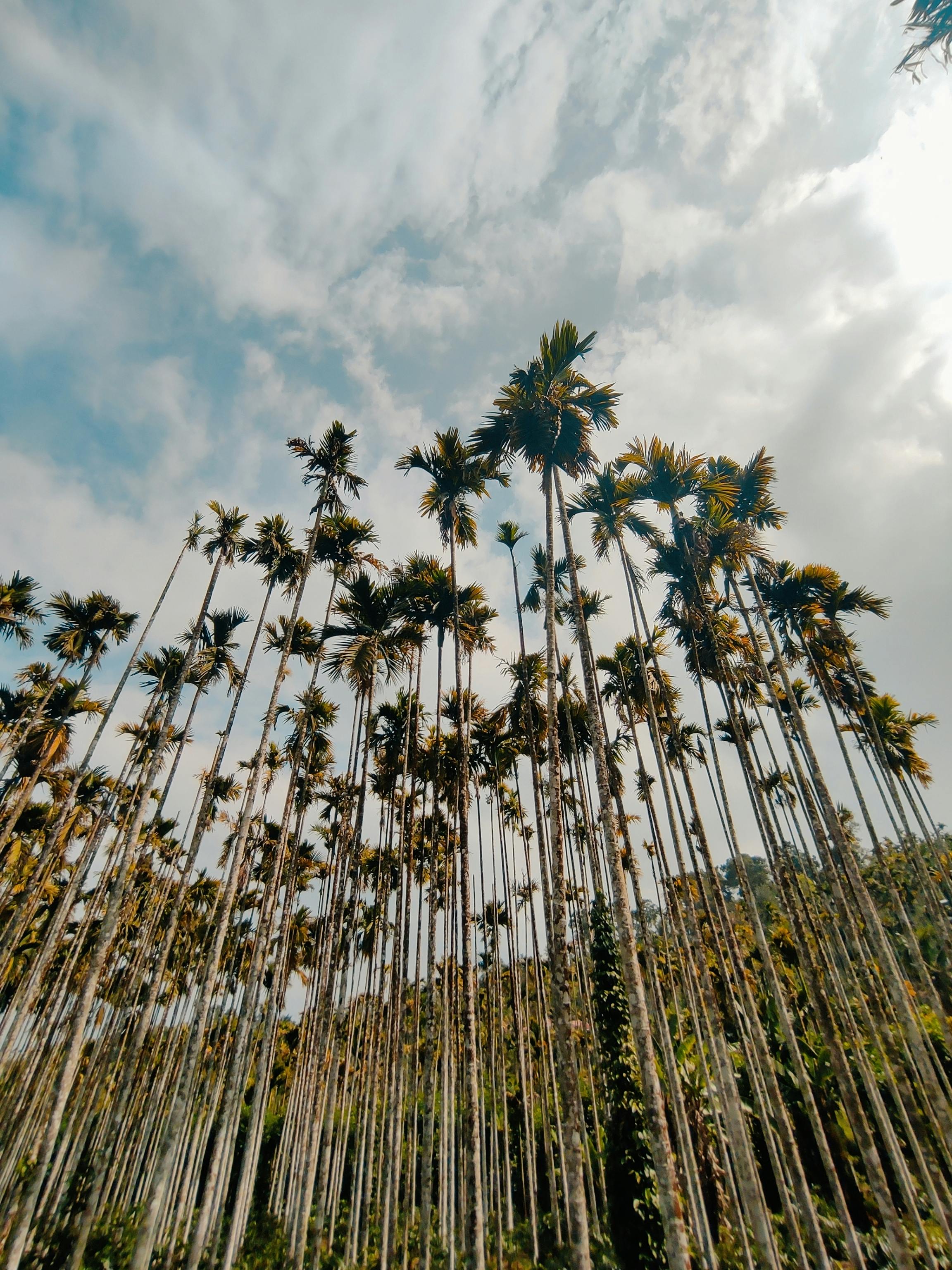 Environmental Revolution